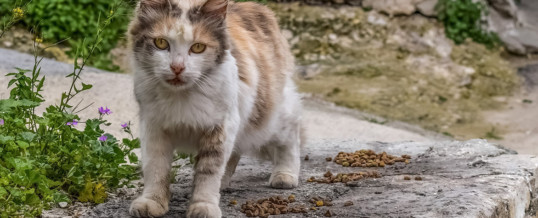 Campagne de stérilisation et de veille sanitaire des chats errants