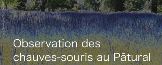 Observation des chauves-souris au Pâtural