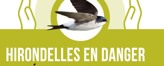 Nos hirondelles sont en danger : protégeons-les !