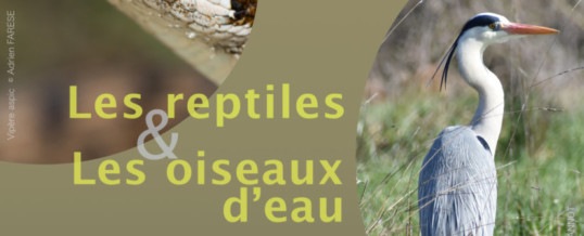 Exposition Les reptiles et les oiseaux d’eau