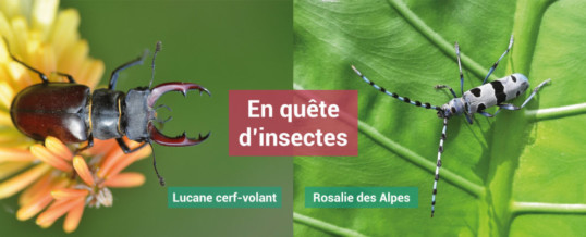 En quête d’insectes