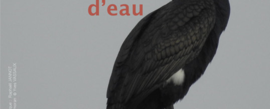 Exposition Les oiseaux d’eau
