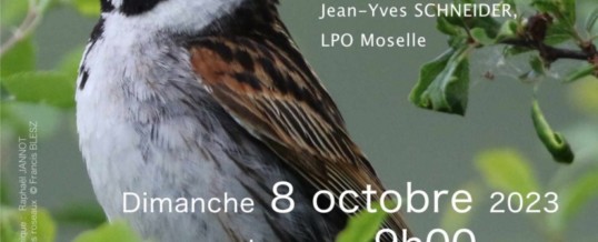 Les oiseaux par le chant